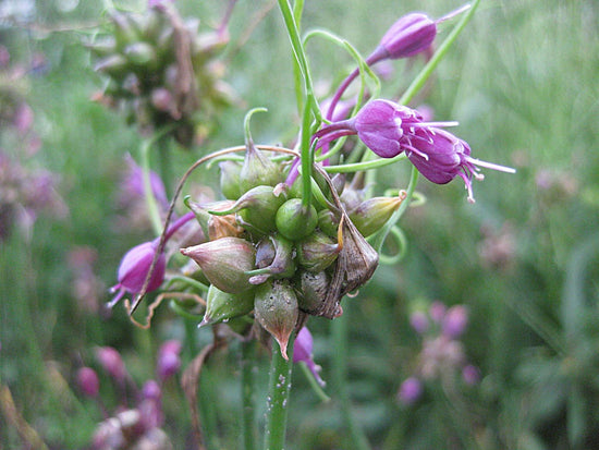 Cruydt-Hoeck, biologische zaden